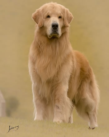 Filhote de Golden Retriever - Canil Golden Premier - Blue