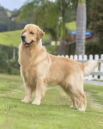 Filhote de Golden Retriever - Canil Golden Premier - Broke