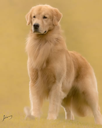 Filhote de Golden Retriever - Canil Golden Premier - Everest