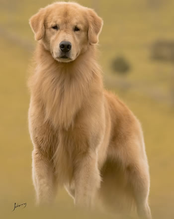 Filhote de Golden Retriever - Canil Golden Premier - Everest