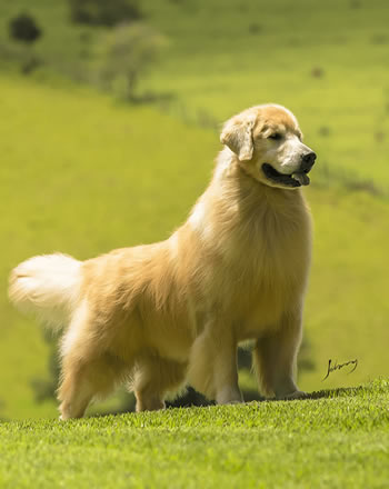 Filhote de Golden Retriever - Canil Golden Premier - Jabulani