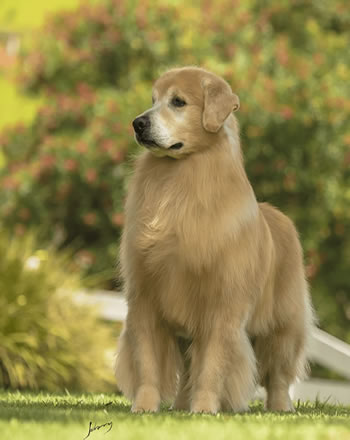 Filhote de Golden Retriever - Canil Golden Premier - Jabulani