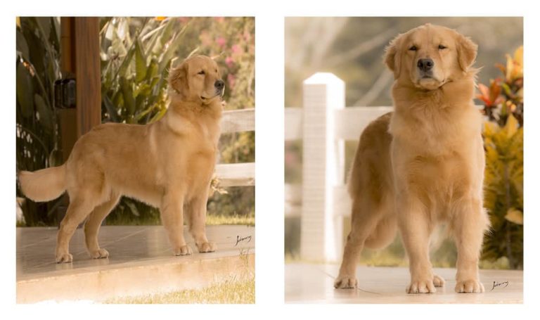 Filhote de Golden Retriever