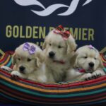 Golden Retriever - Convivência com crianças